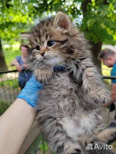 Отдам котят в добрые руки