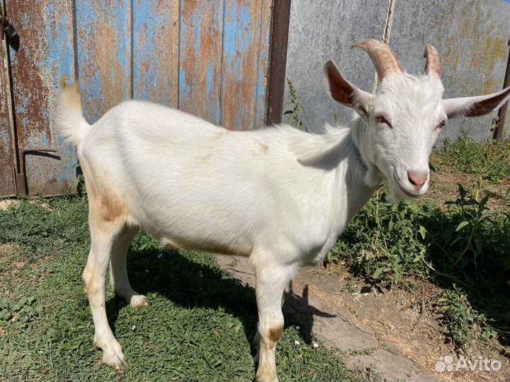 Продам козлят