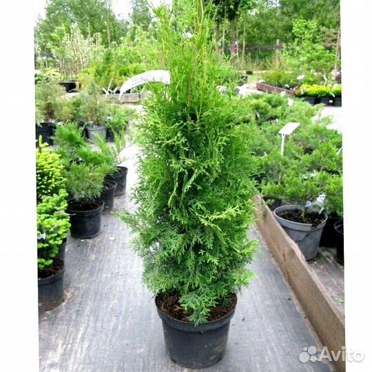 Туя западная Колумна Thuja осс. Columna 140+ см