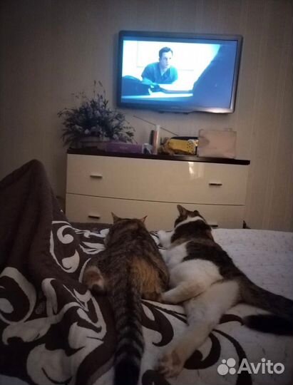 Трехцветная кошка в добрые руки