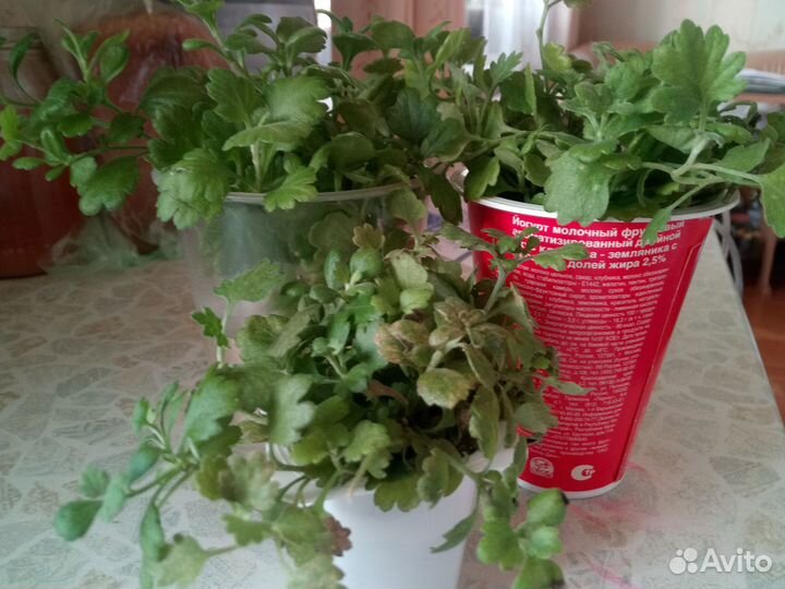 Черенки хризантемы