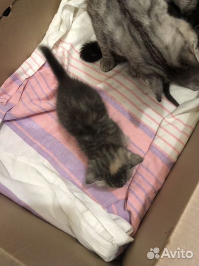 Кошка в дар бесплатно