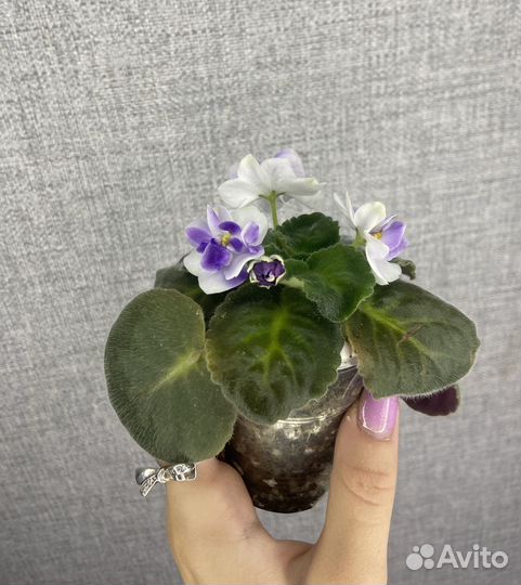 Сортовая фиалка