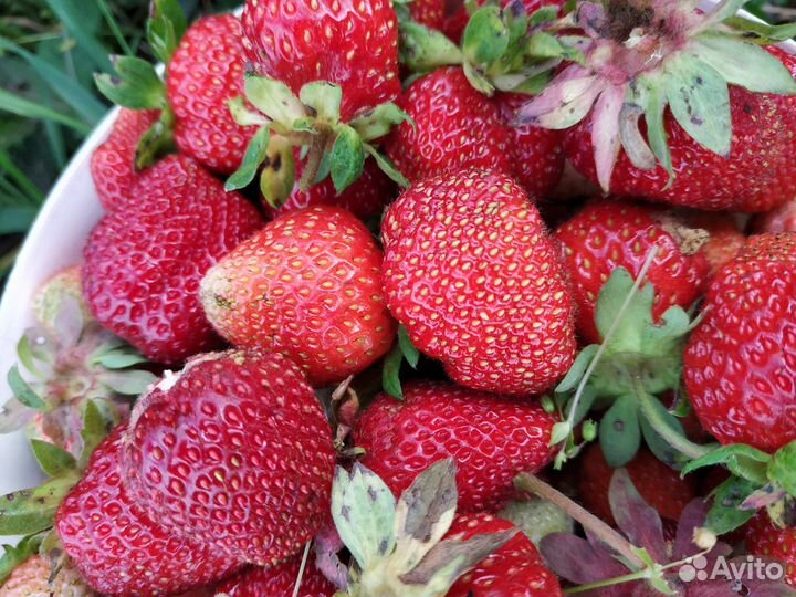 Рассада клубники