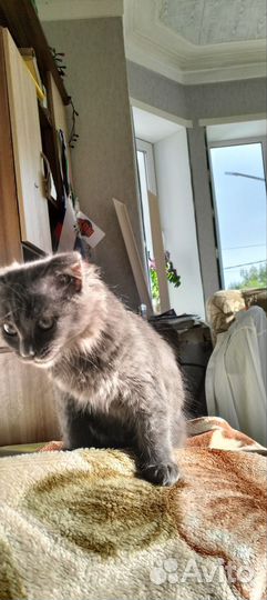 Кошки в добрые руки