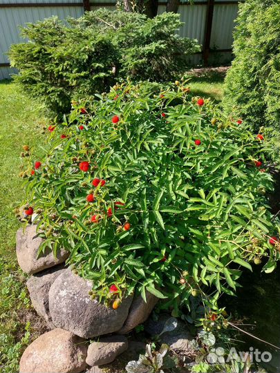 Тибетская малина Miao Miao, саженцы