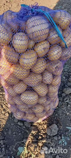 Продам картофель коломбо