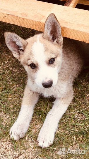 Щенки лайки