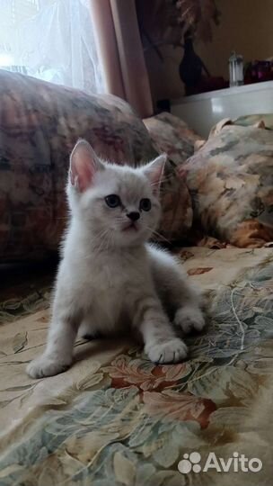 Британские котята