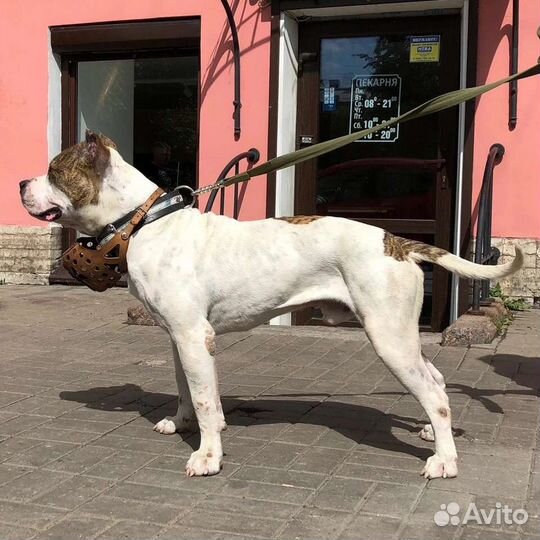 Викинг ищет дом