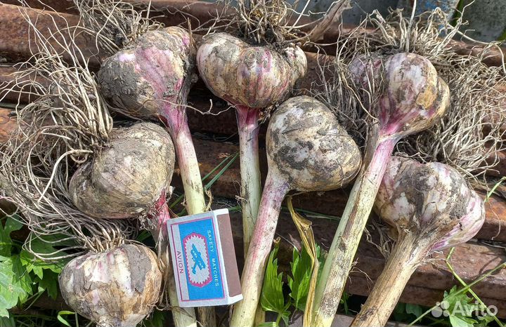 Многоярусный чеснок