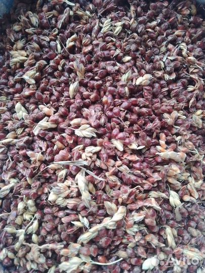 Сорго веничное, трава-лисохвост