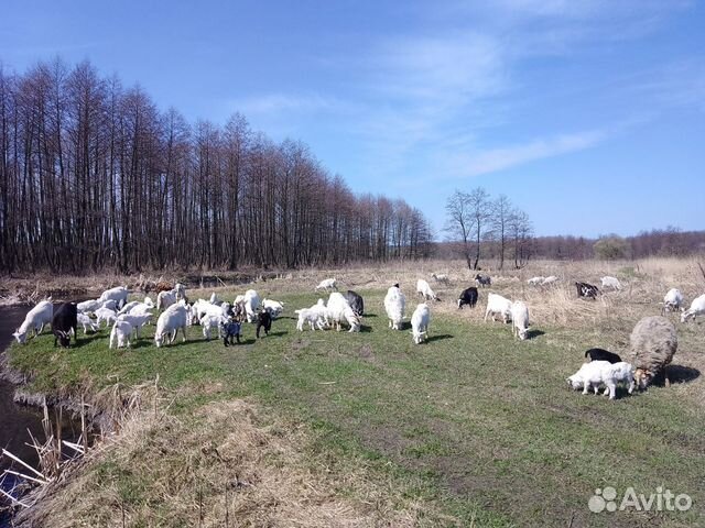 Козел на мясо, Дойные козы,Баран на племя