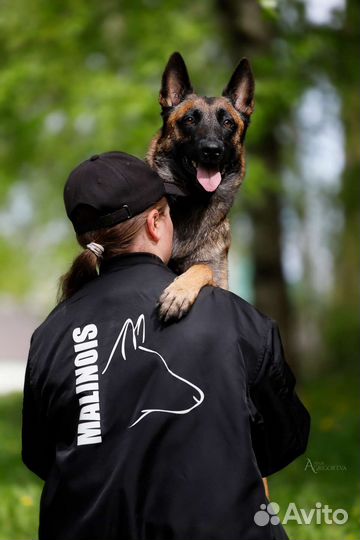 Кинолог / инструктор по послушанию