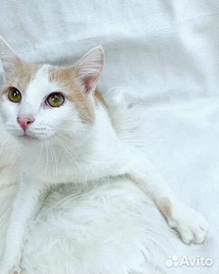 Гоша ищет семью