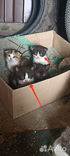 Отдам котят в добрые руки. 2 мальчика