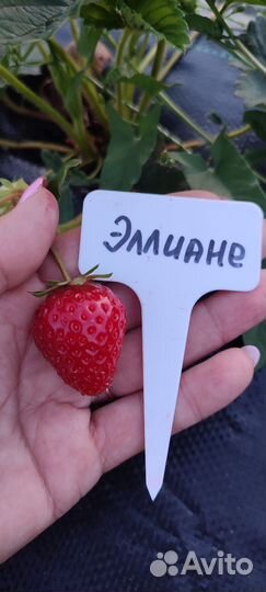 Рассада клубники разных сортов