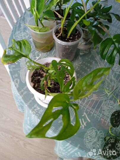 Комнатные растения