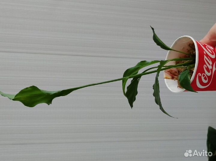 Спатифиллум Диамант, Ромео, Сильвер купидо