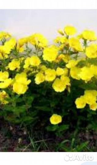 Энотера многолетняя