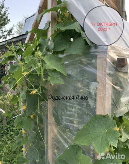 Семена огурцов из СССР