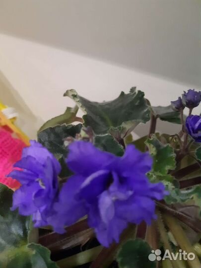 Комнатные цветы фиалки