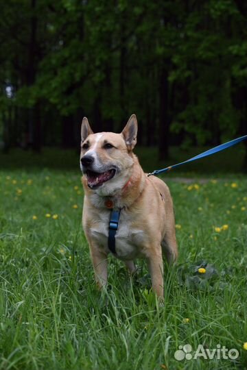 Собака в дрбрые руки