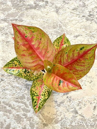 Аглаонема maha sedthee