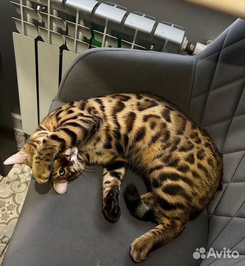 Бенгальский кот