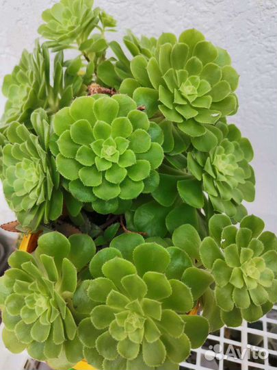 Граптопеталум красивый, эониум и другие суккуленты