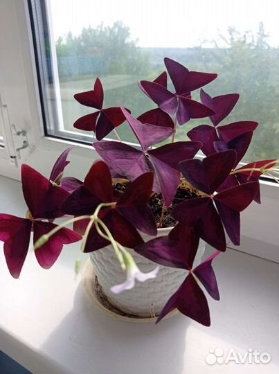 Кислица (оксалис)