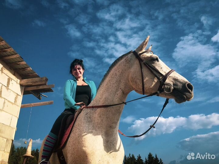 Конные прогулки/фотосессии/аренда лошади