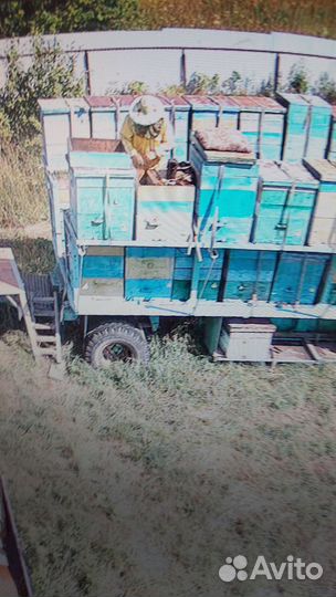 Платформа для пчел