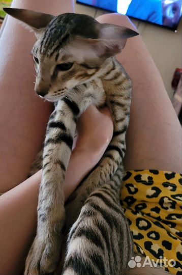Ориентальный котик Ватсон современного типа