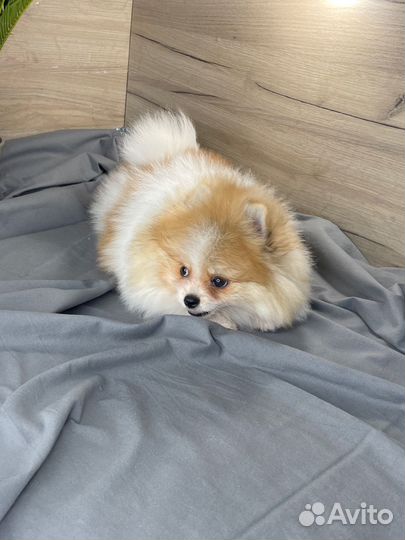 Купить щенка померанского шпица в питомнике