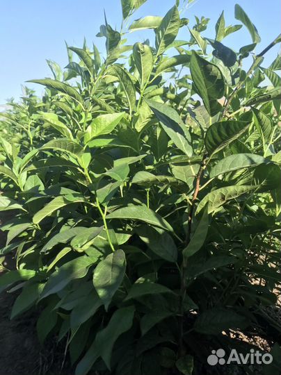 Саженцы декоративных растений