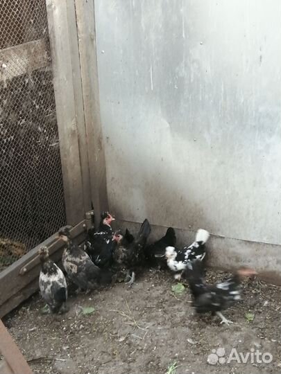 Декоративные куры