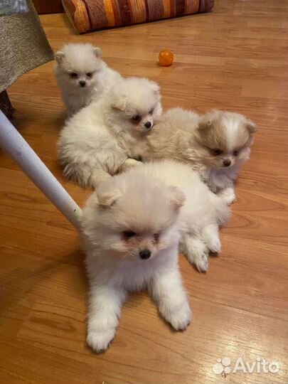 Померанские шпицы в добрые руки