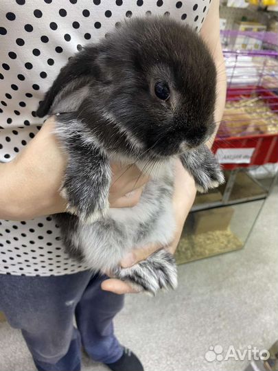 Кролик баран вислоухий