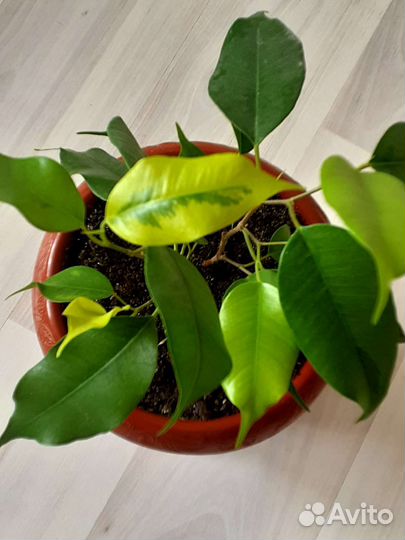 Фикус голден Моника