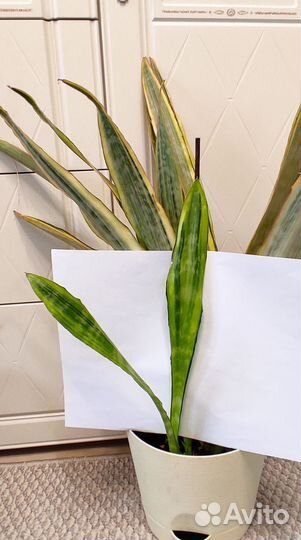 Сансевиерии Часть 3