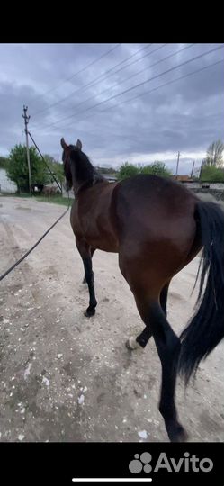 Карачаевский жеребец