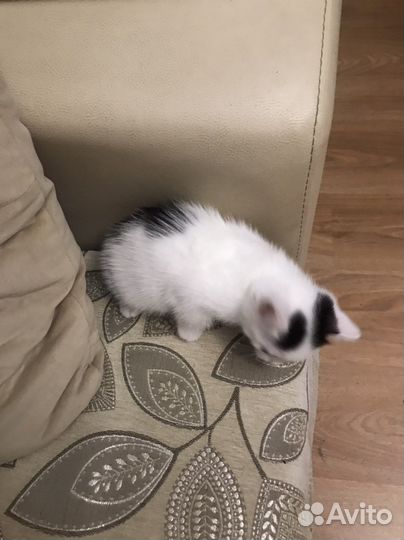 Отдам котенка в добрые руки