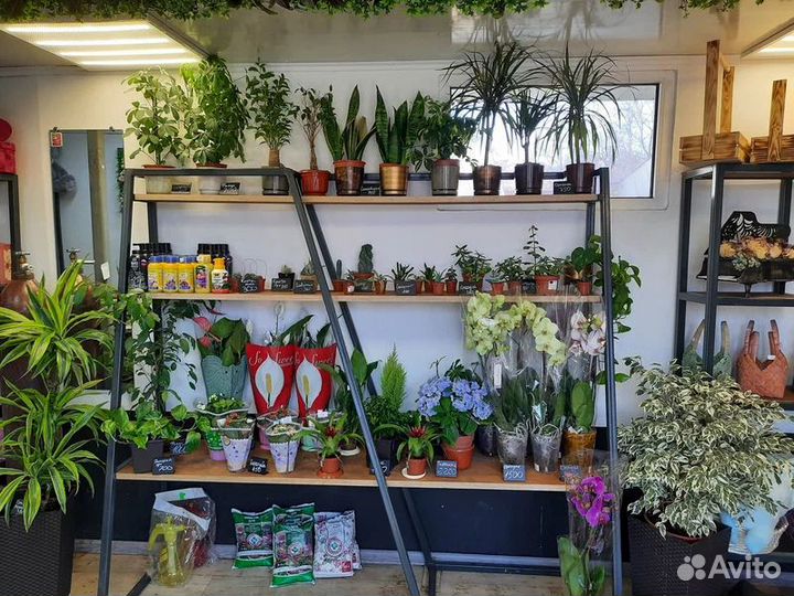 Комнатные растения цветы шары, магазин цветов