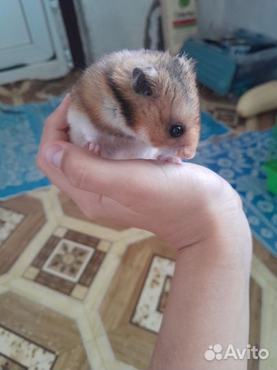 Продаю хомяков