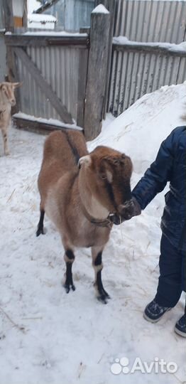 Коза дойная Ламанч
