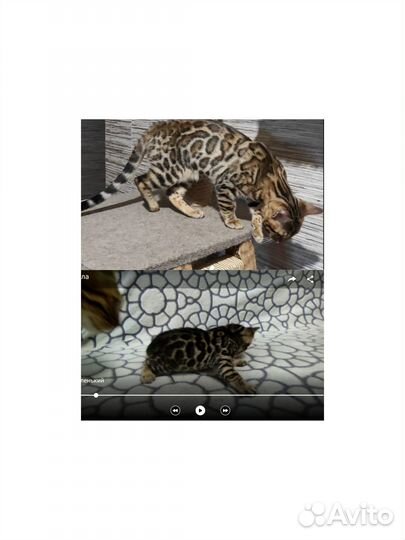 Бенгальская кошечка