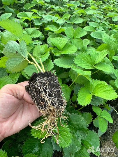 Саженцы клубники