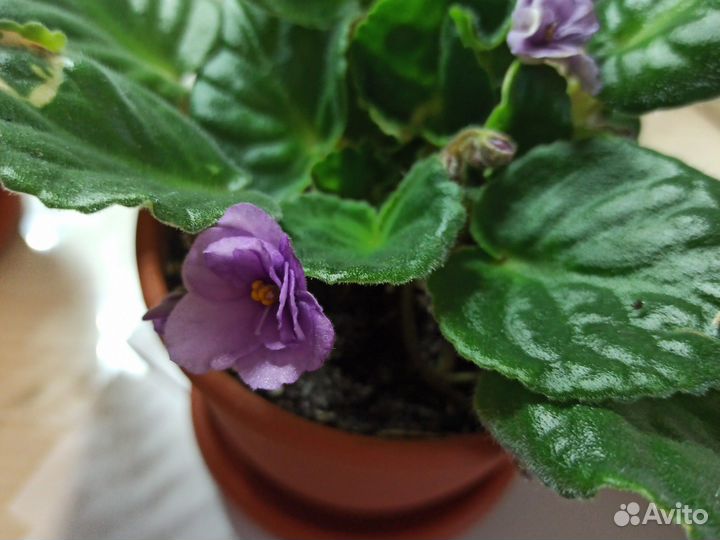 Фиалки цветущие в горшке