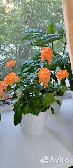 Комнатные растения, Глоксиния, Кроссандра